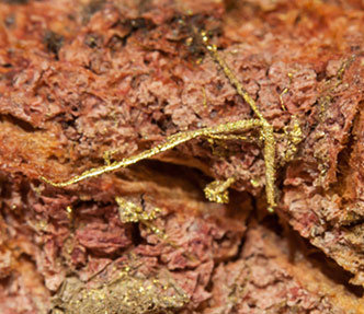 Oro (variedad electrum) con Eritrita. 
