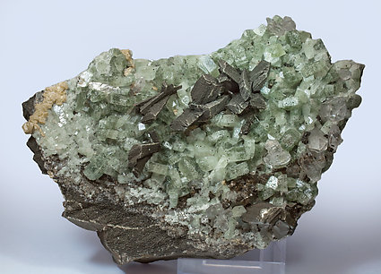 Arsenopyrite with Pyrite, Fluorapatite and Siderite. 