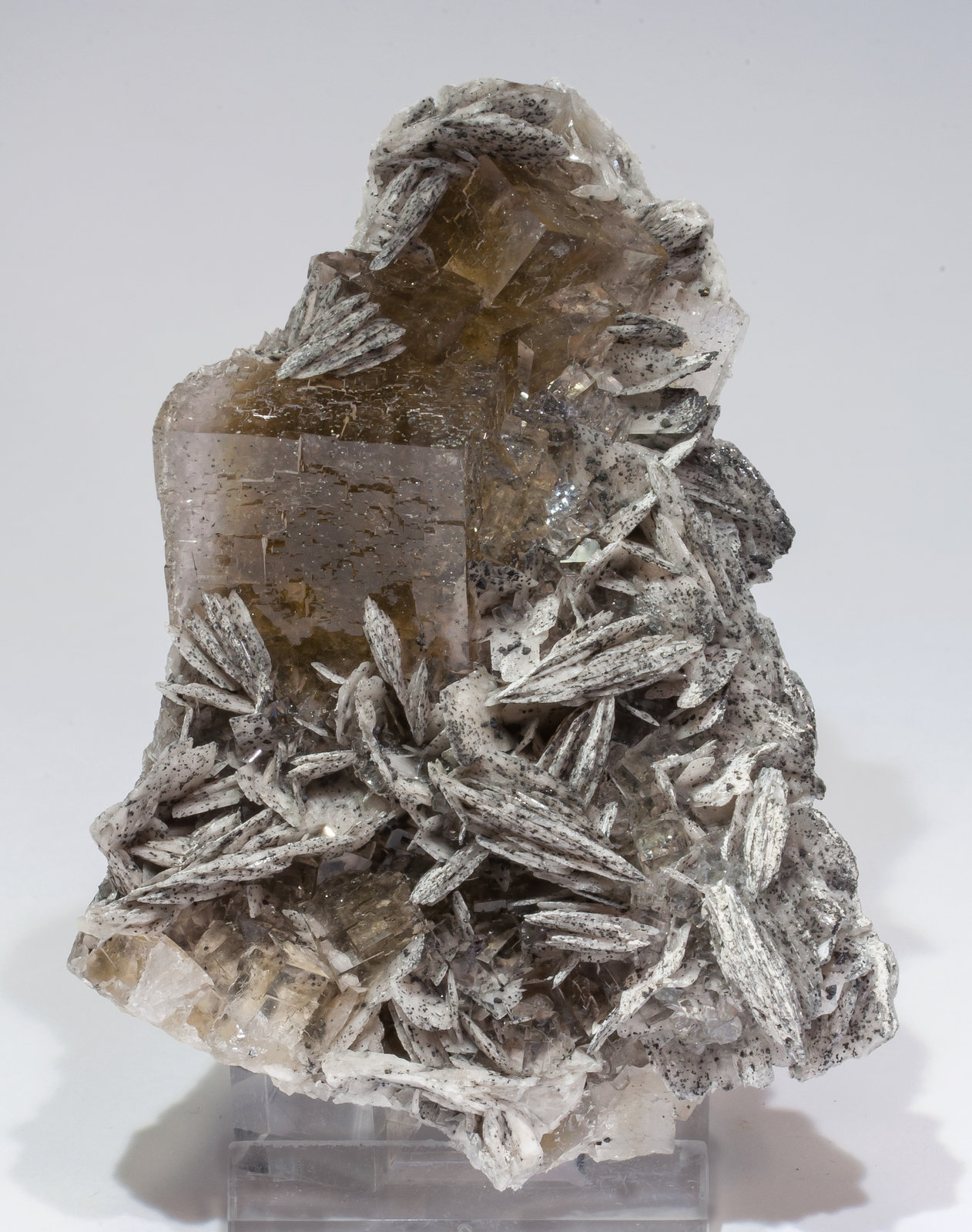 specimens/s_imagesAM0/Fluorite-ED47AM0f.jpg