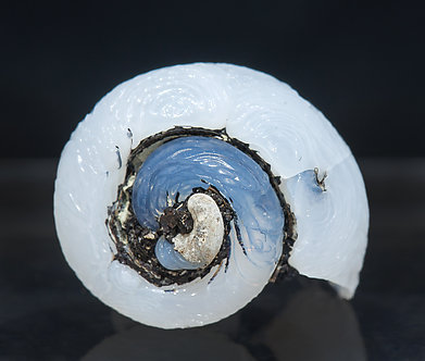 Opalo-CT (variedad lussatita) pseudo fsil (Helix ramondi). Vista frontal