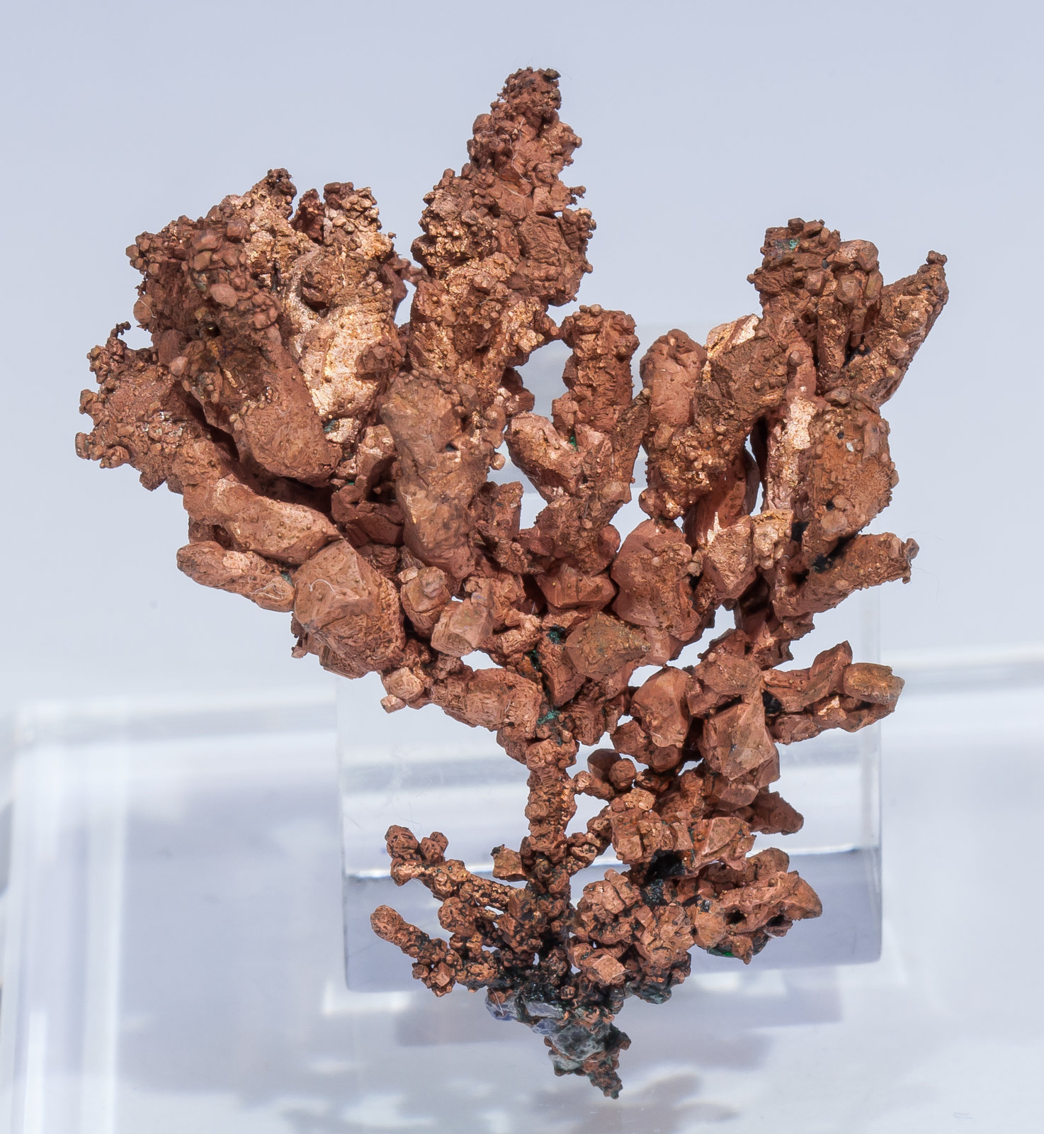 specimens/s_imagesAM5/Copper-DF66AM5f.jpg