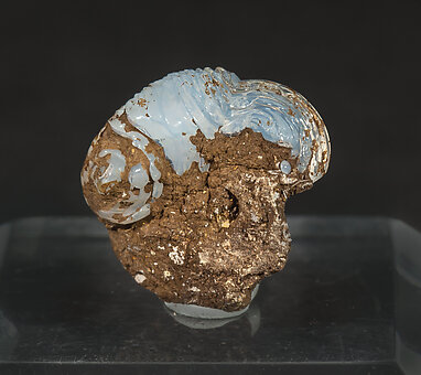 Opal-CT (variety lussatite) after fossil (Helix ramondi). Rear
