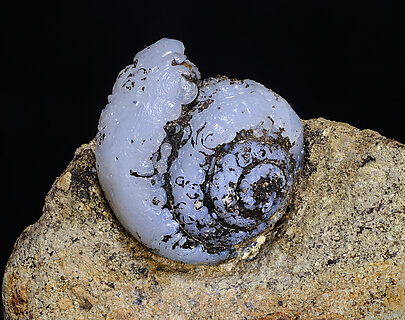 Opal-CT (variety lussatite) after fossil (Helix ramondi). Detail / Foto: Joaquim Calln