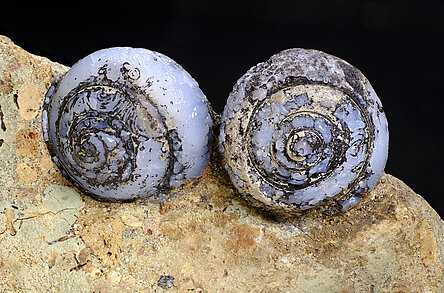 Opal-CT (variety lussatite) after fossil (Helix ramondi). Detail / Photo: Joaquim Calln