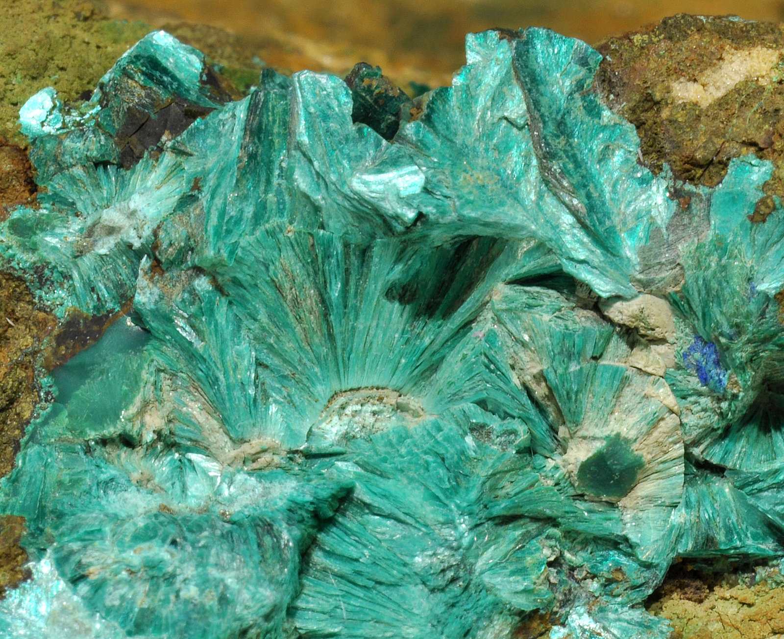 specimens/s_imagesR0/Tyrolite-RP96R0d.jpg