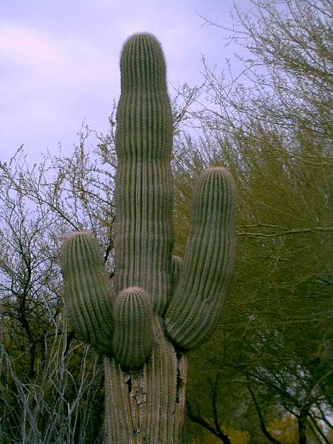 Tucson 2003