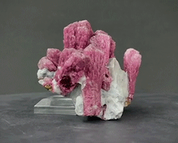 New specimens