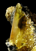 New specimens