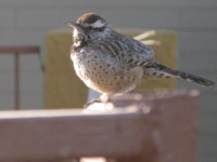 Wildlife Tucson - 2011