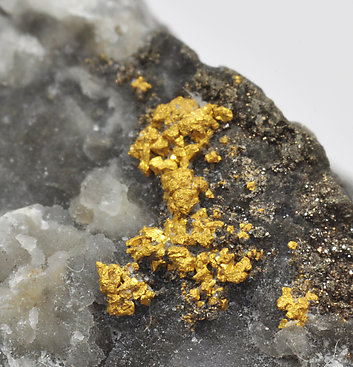 Gold with Pyrite and Quartz. 