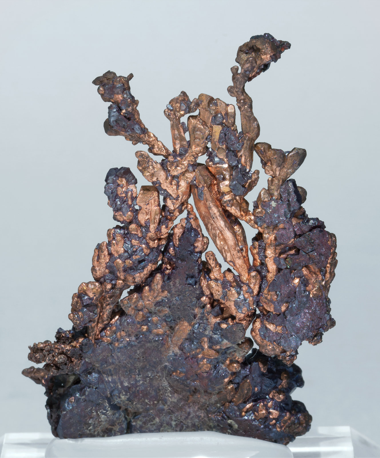 specimens/s_imagesAA5/Copper-EM96AA5r.jpg
