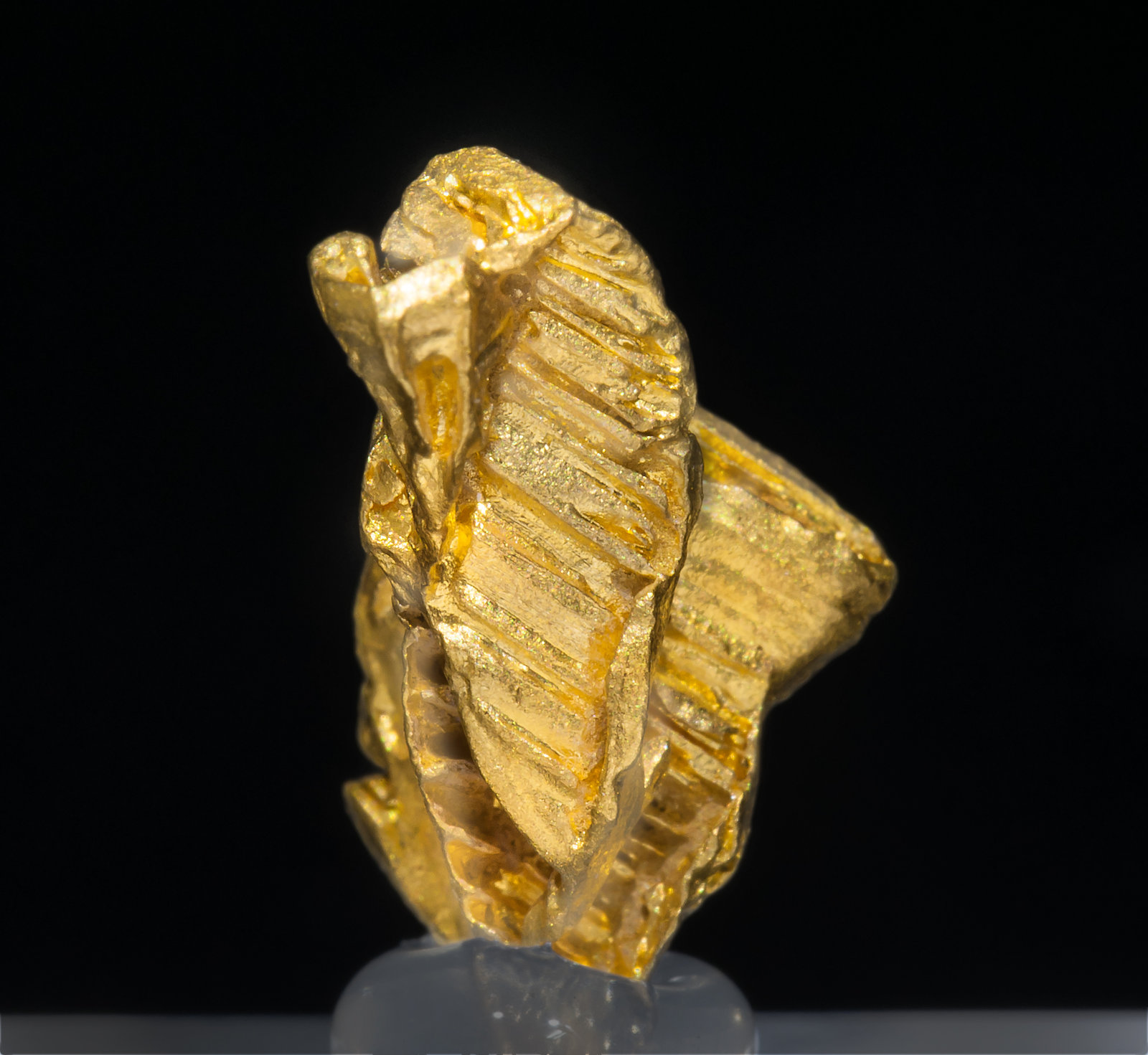 specimens/s_imagesAD3/Gold-TF7AD3r.jpg