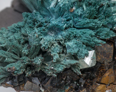 Gormanite with Siderite and Wardite. 