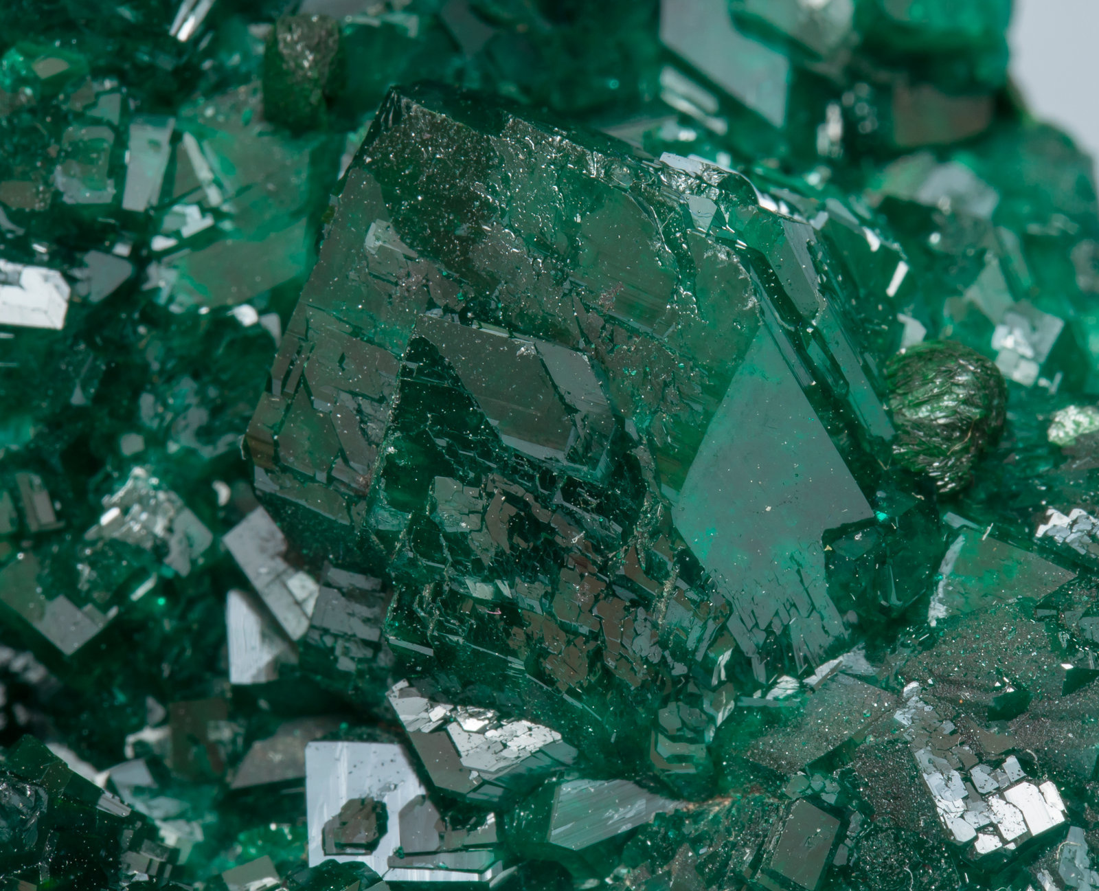 specimens/s_imagesAF6/Dioptase-TR93AF6d1.jpg