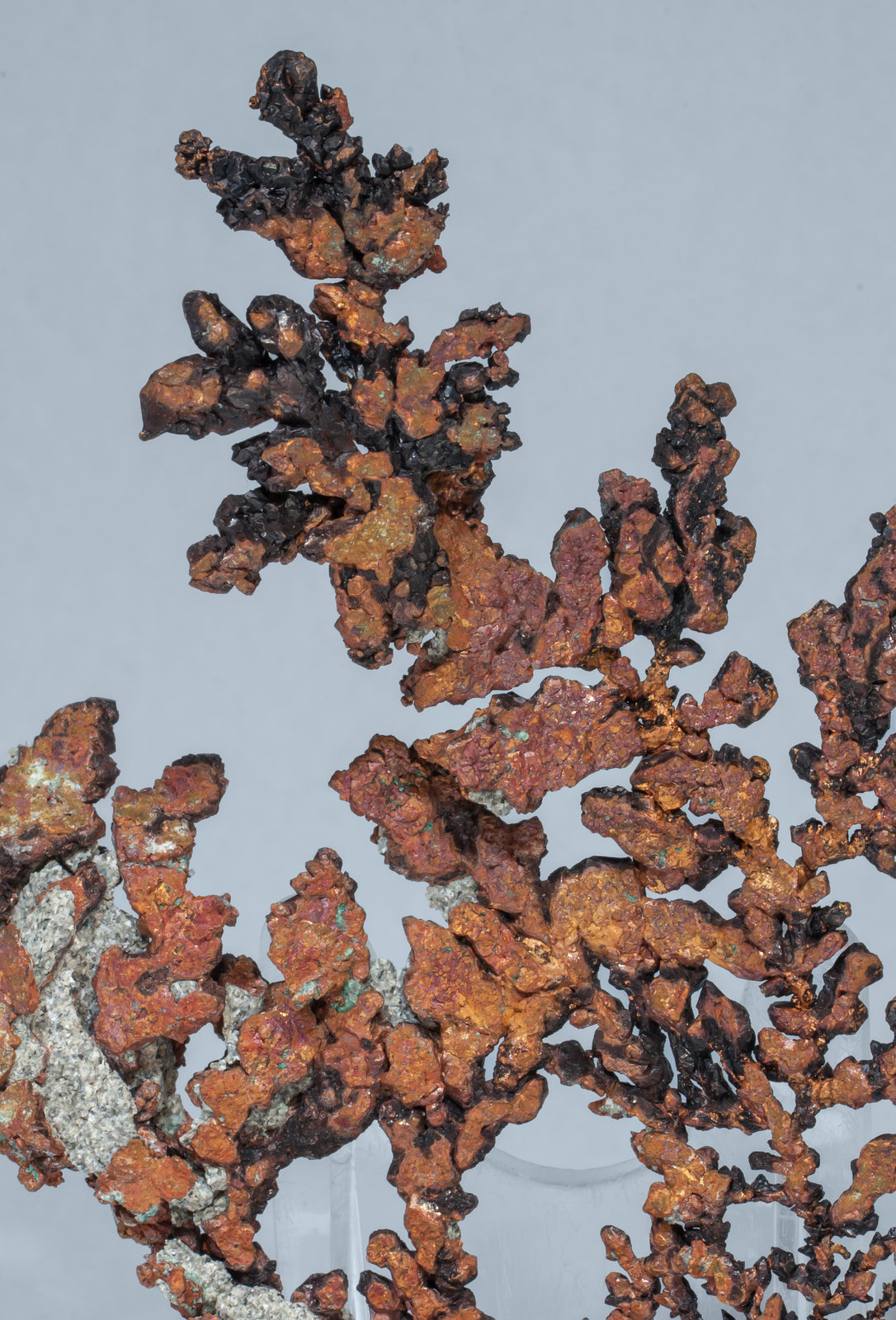 specimens/s_imagesAF8/Copper-TG56AF8d.jpg