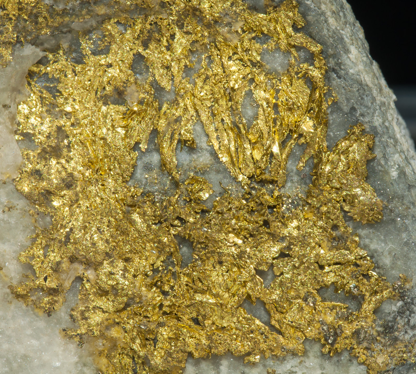 specimens/s_imagesAF9/Gold-EJ92AF9d.jpg