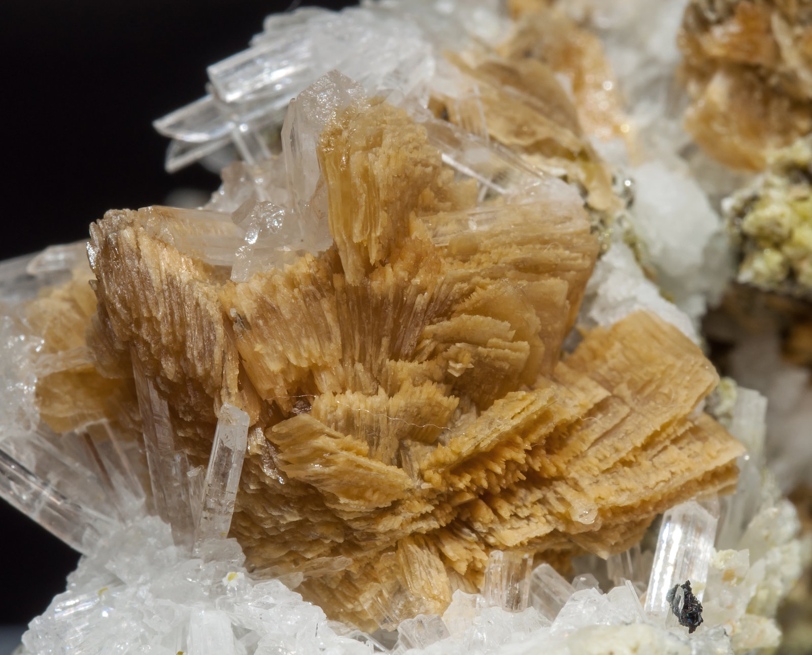 specimens/s_imagesAF9/Roweite-ED68AF9d.jpg