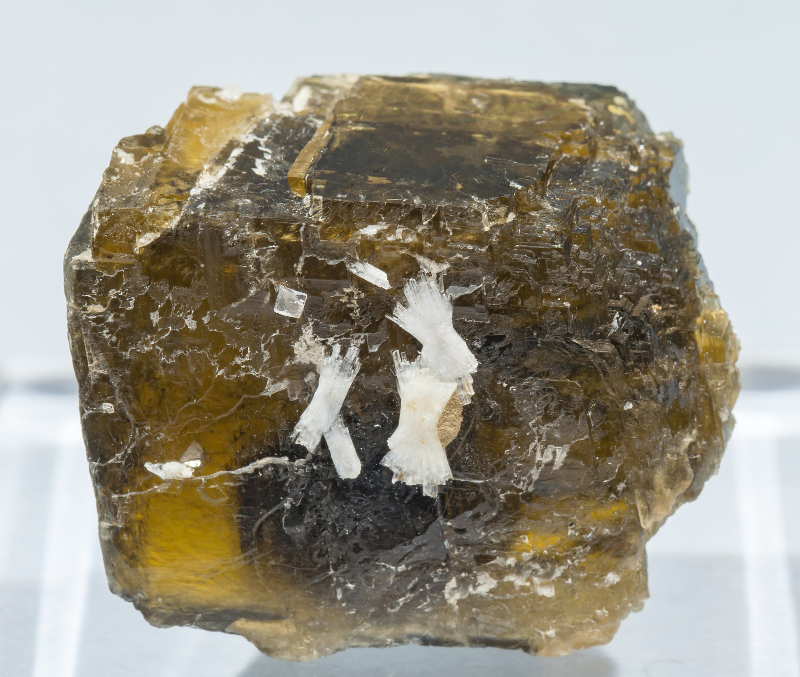 specimens/s_imagesAH7/Siderite-MF14AH7f.jpg