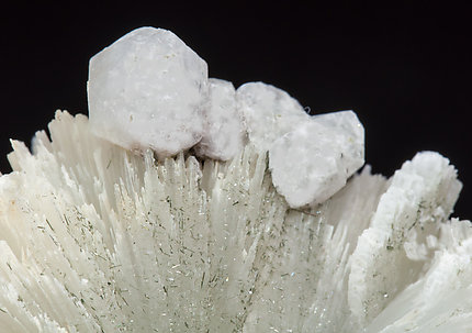 Analcime with Prehnite, Actinolite and Ferro-actinolite. 