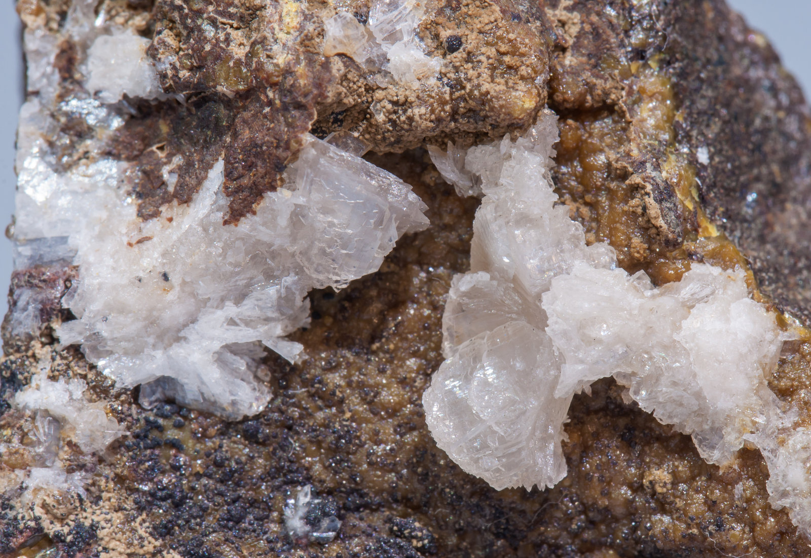 specimens/s_imagesAJ7/Brandtite-CH13AJ7d.jpg