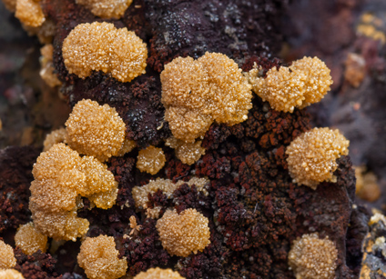 Mimetite with Goethite. 