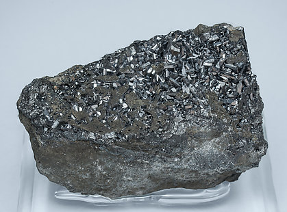 Chalcocite with Pyrite. 