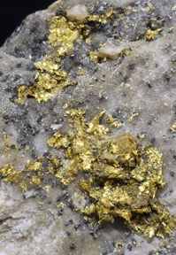 Gold with Quartz (variety chalcedony). 