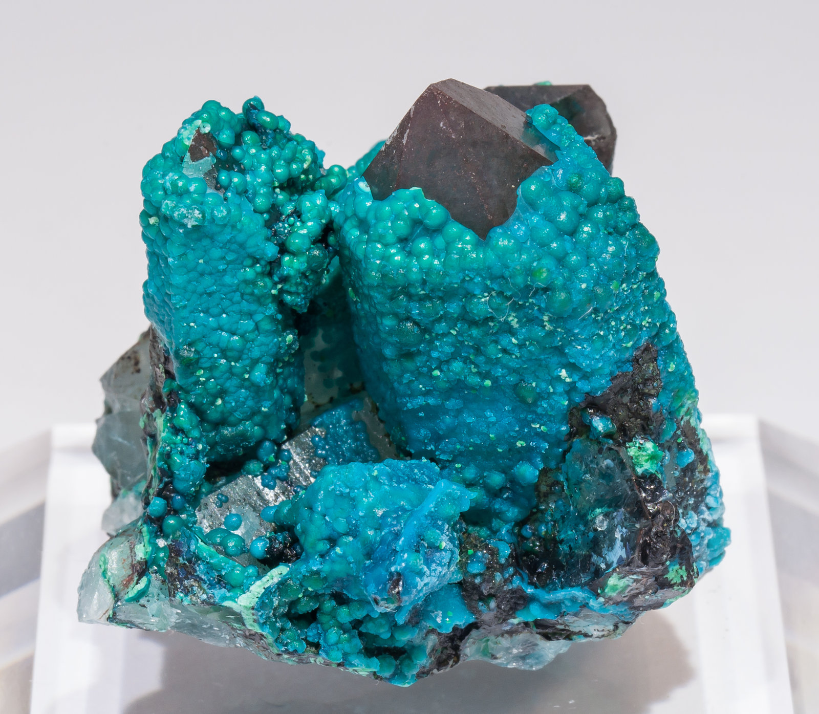 specimens/s_imagesAL5/Chrysocolla-TA88AL5f.jpg