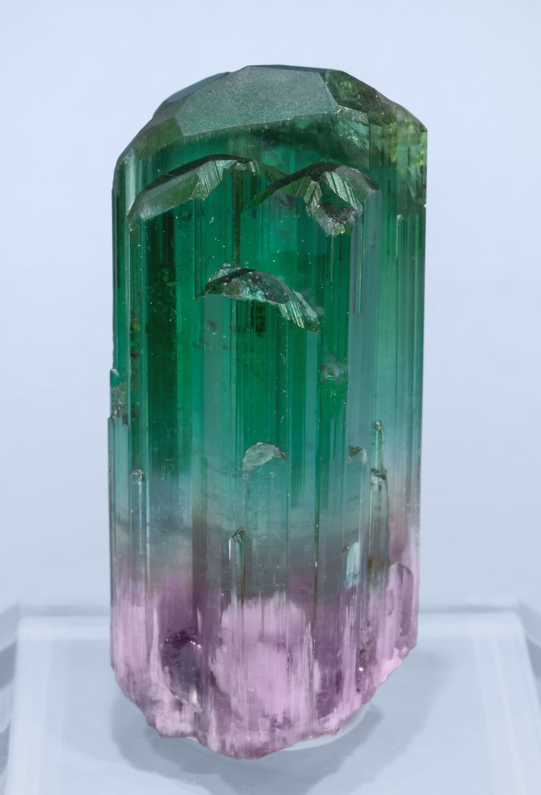 specimens/s_imagesAL5/Elbaite-MD94AL5f.jpg