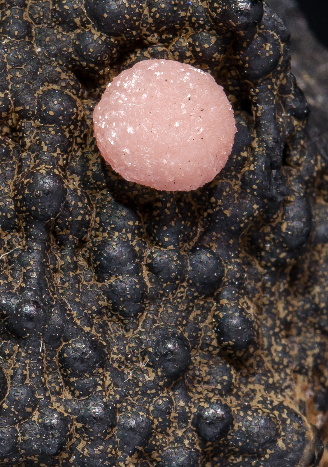 specimens/s_imagesAL5/Rhodochrosite-NZ27AL5d.jpg