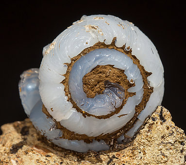 Opal-CT (variety lussatite) after fossil (Helix ramondi). 