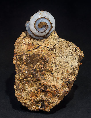 Opal-CT (variety lussatite) after fossil (Helix ramondi).