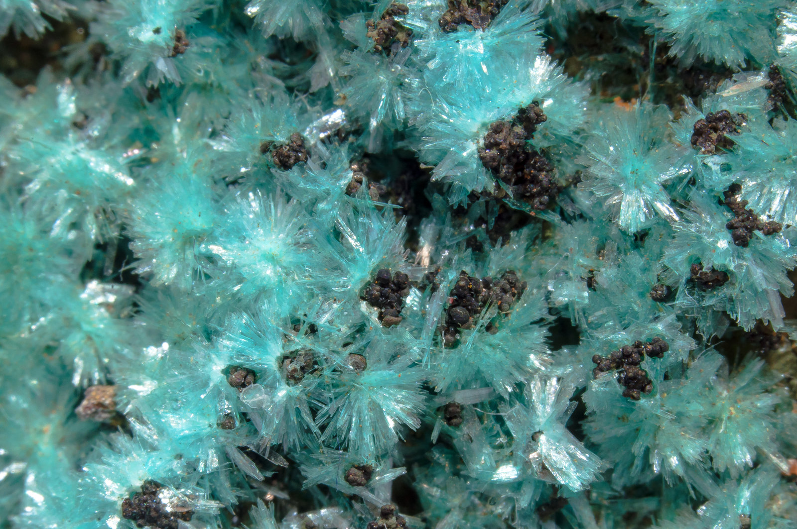 specimens/s_imagesAM1/Aurichalcite-CX13AM1d.jpg