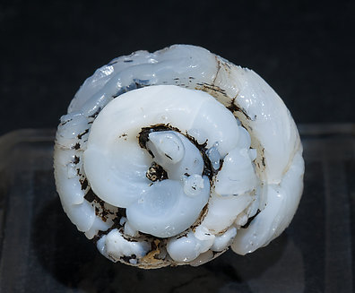 Opalo-CT (variedad lussatita) pseudo fósil (Helix ramondi). Vista frontal