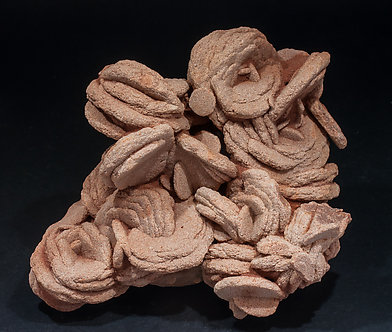 Baryte (variety barite rose).