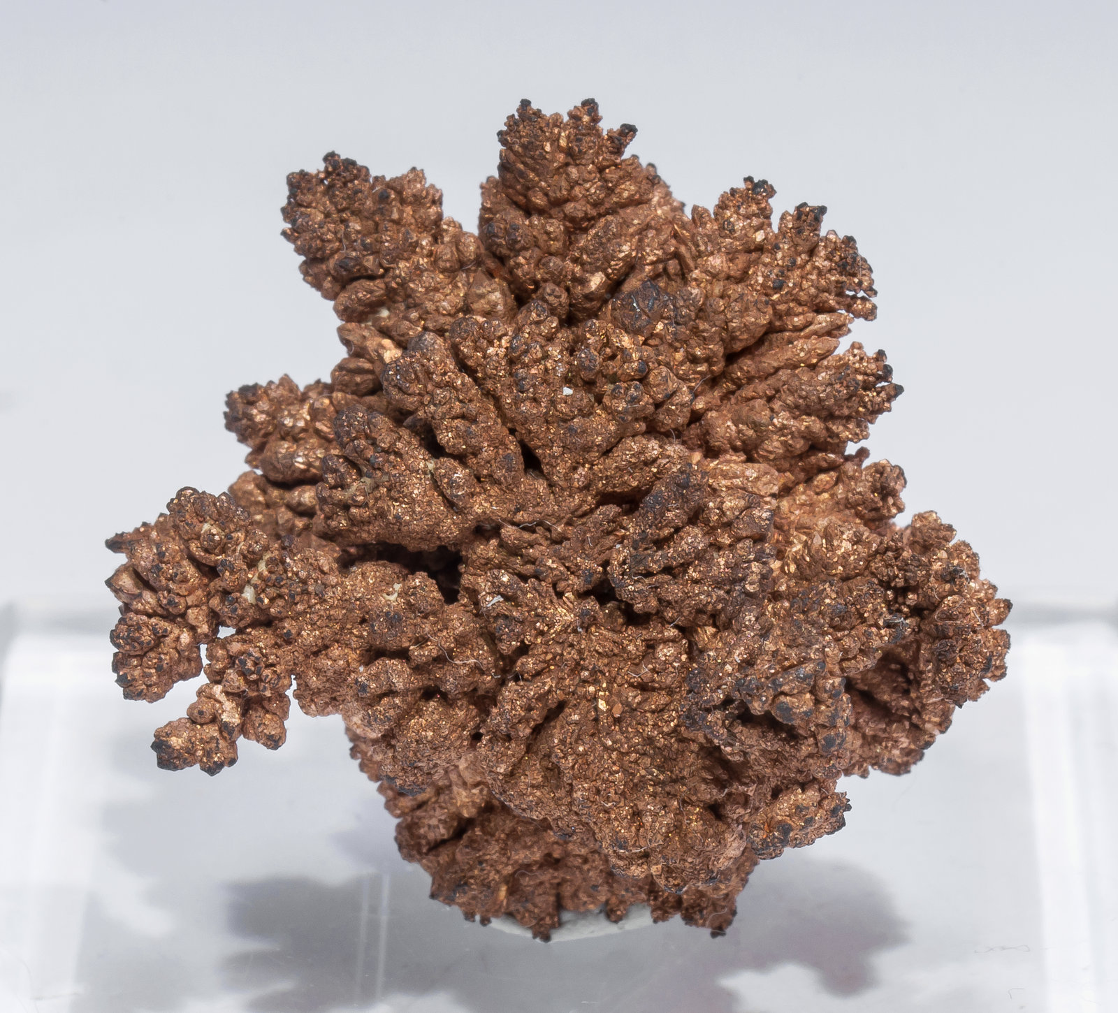 specimens/s_imagesAM5/Copper-DF76AM5r.jpg