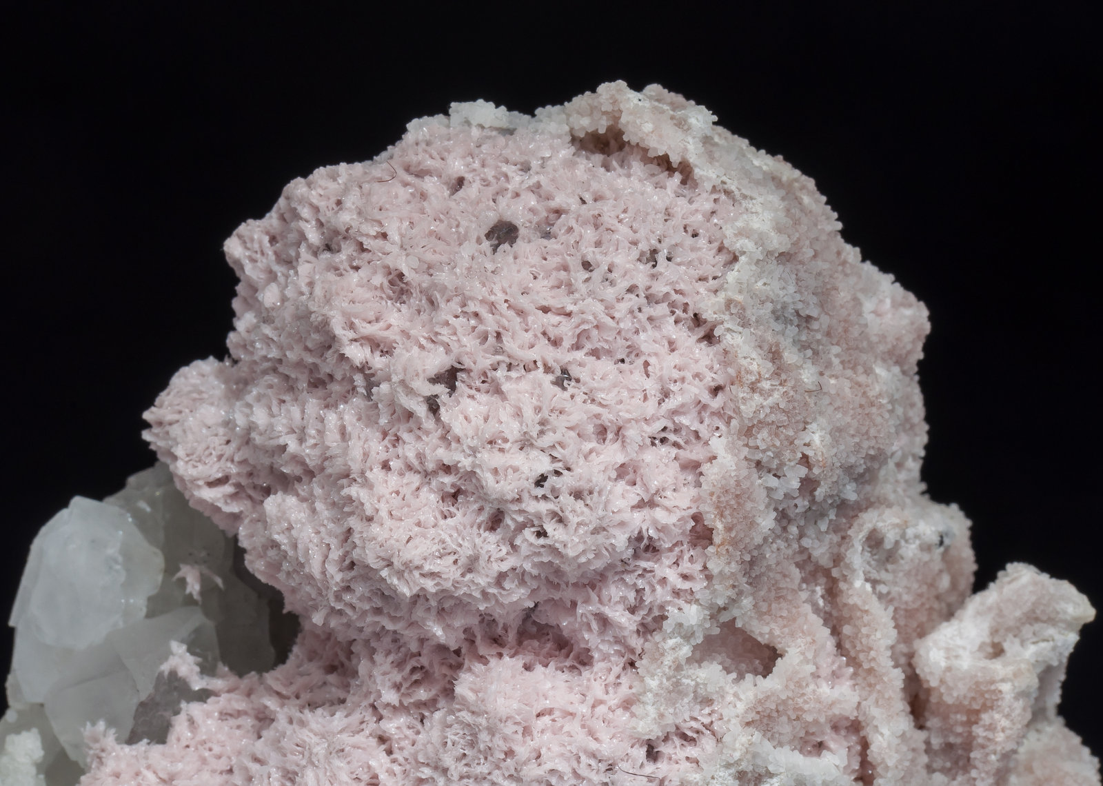 specimens/s_imagesAM5/Rhodochrosite-TD29AM5d.jpg