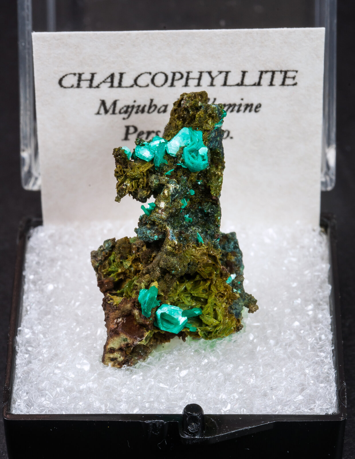 specimens/s_imagesAM9/Chalcophyllite-MT27AM9f.jpg
