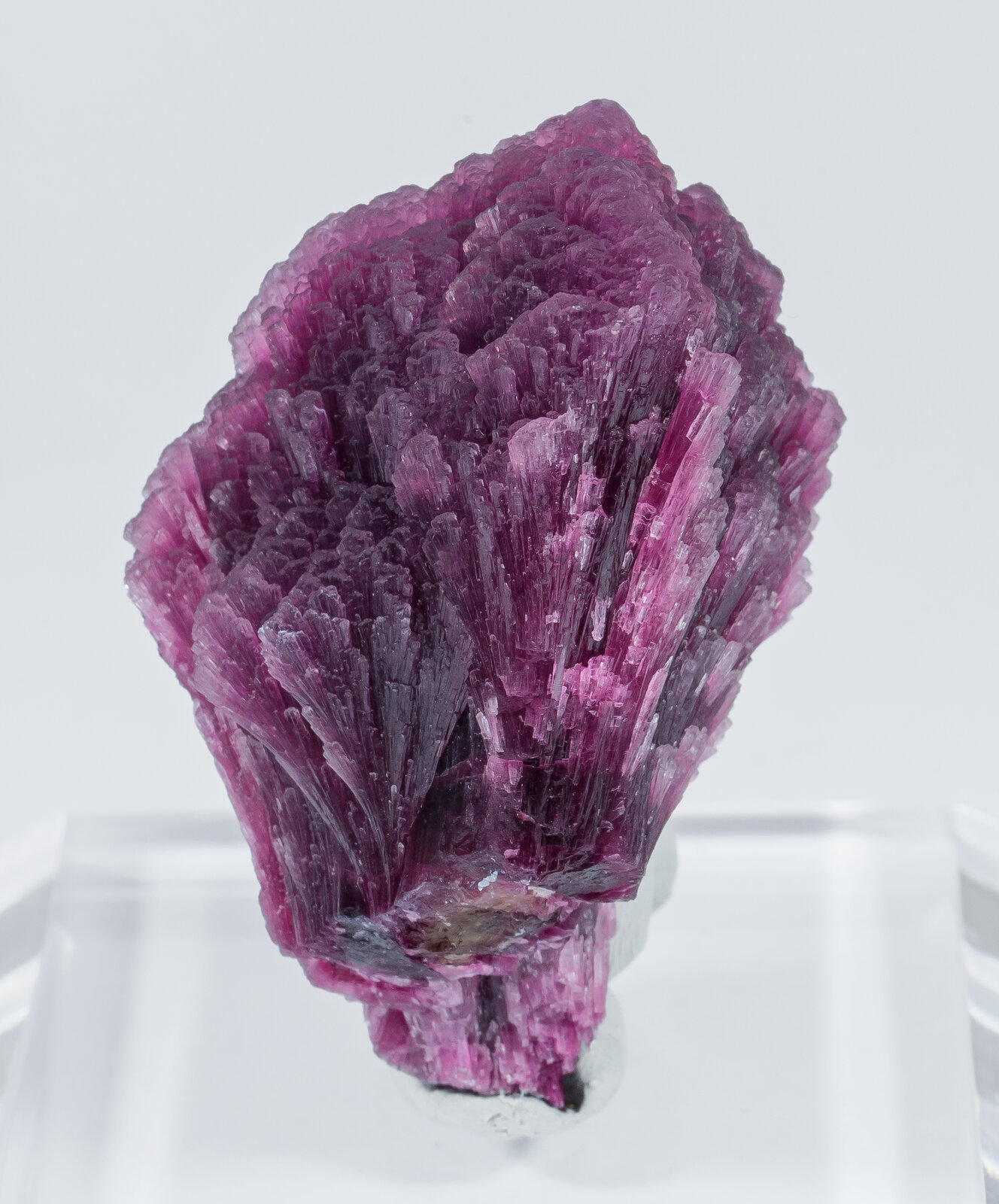 specimens/s_imagesAN2/Elbaite-TF89AN2r.jpg