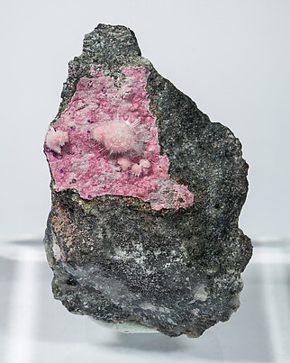 Picropharmacolite. Front
