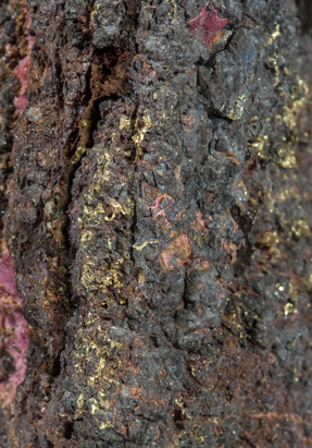 Oro (variedad electrum) con Eritrita. 