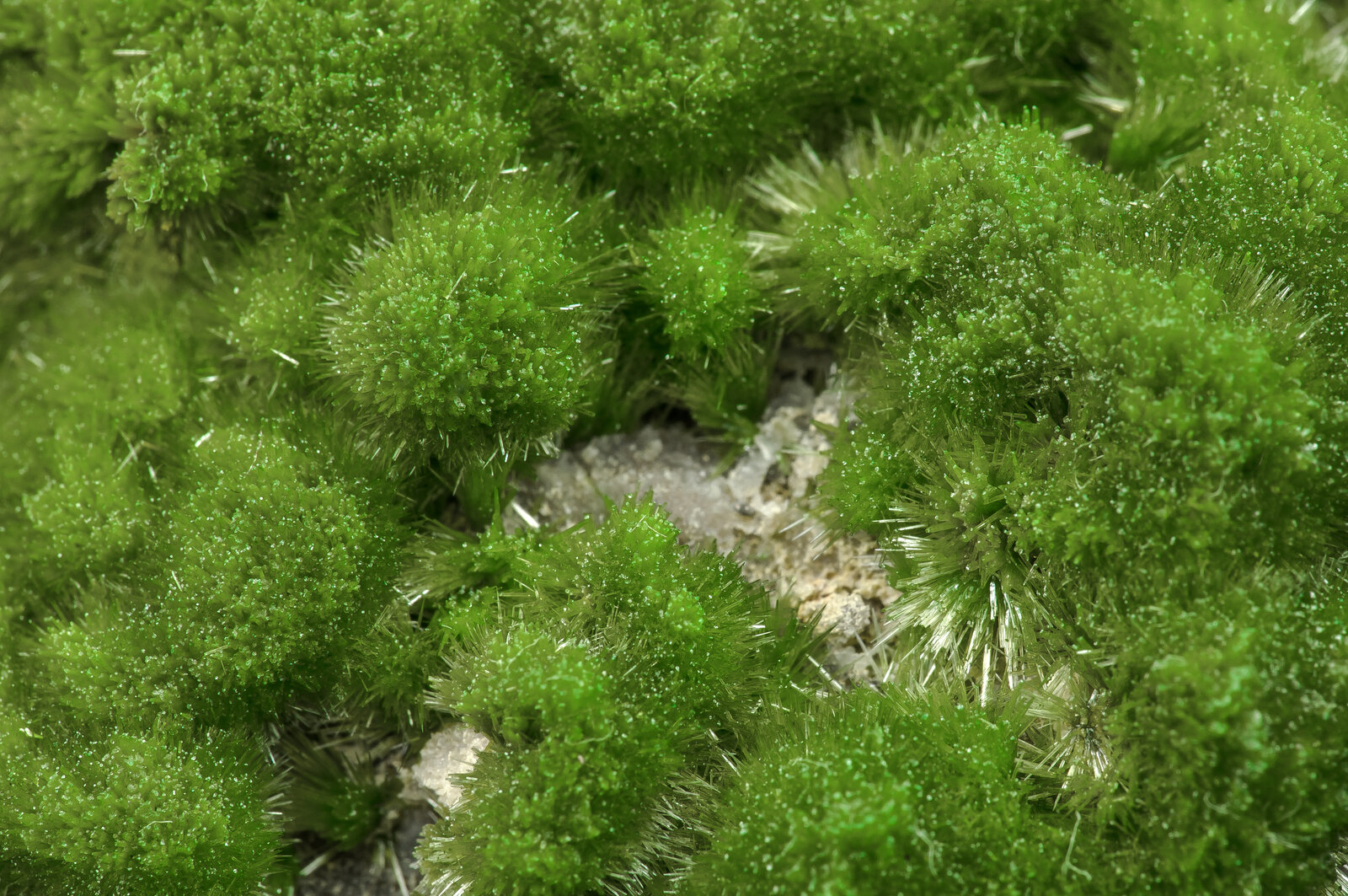 specimens/s_imagesAN5/Pyromorphite-JFD18AN5d.jpg