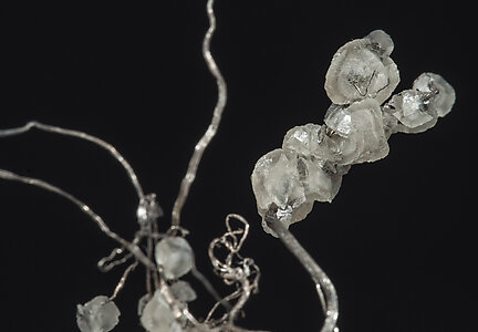 Plata con Calcita. Detalle / Foto: Joaquim Callén