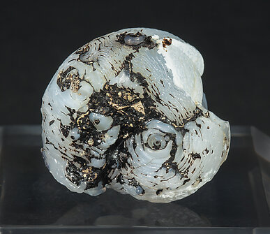 Opal-CT (variety lussatite) after fossil (Helix ramondi). Rear
