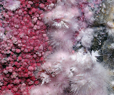 Picropharmacolite. Detail / Photo: Joaquim Calln