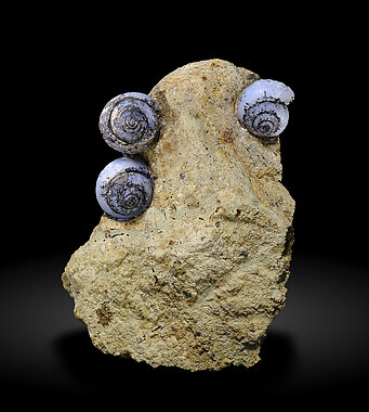 Opal-CT (variety lussatite) after fossil (Helix ramondi). Front / Photo: Joaquim Callén
