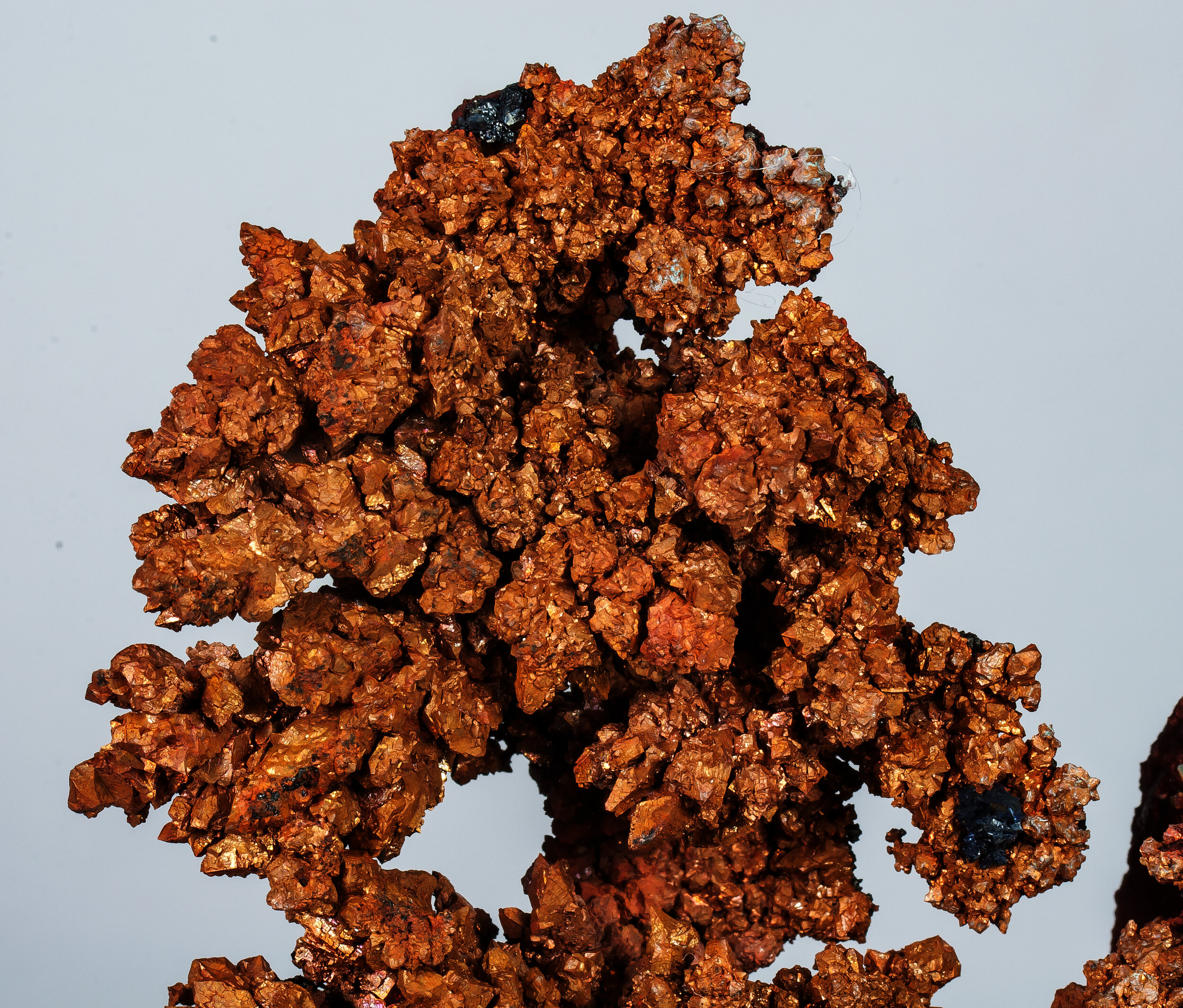 specimens/s_imagesAP3/Copper-ETW74AP3d.jpg