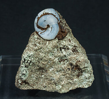 Opal-CT (variety lussatite) after fossil (Helix ramondi). 
