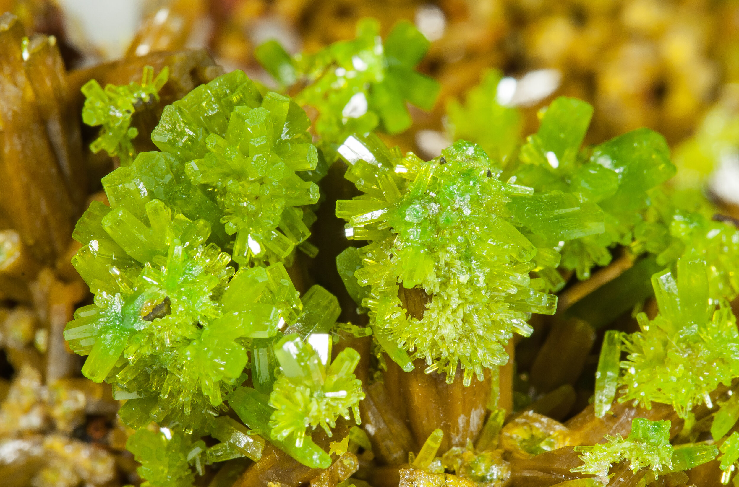 specimens/s_imagesAP3/Pyromorphite-LCX16AP3d.jpg