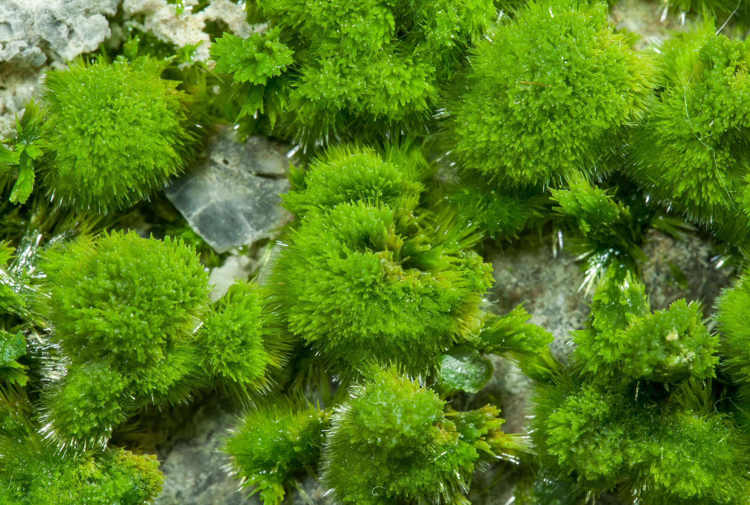 specimens/s_imagesAP3/Pyromorphite-TBM29AP3d1_1.jpg